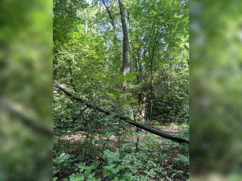 BabyDarii bongacams stream image