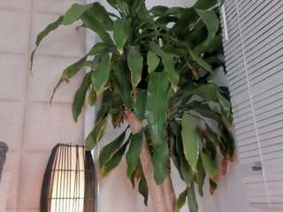 zhuyhong camsoda stream image