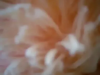 Shantal_Lovee stripchat stream image