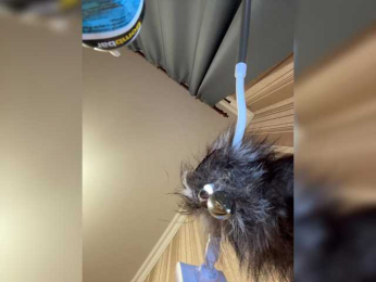 DARYASss bongacams stream image