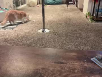 graceyrose chaturbate stream image