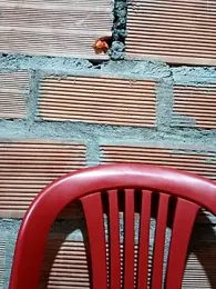 Zoe_Sweett18 stripchat stream image