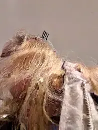 Public_Katrisha stripchat stream image