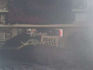 lushdiamondz camsoda stream image