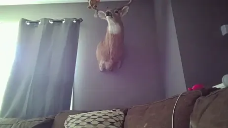 sexiirose22 stripchat stream image