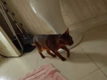 heybanan chaturbate stream image