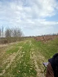 -Pupsiki- stripchat stream image