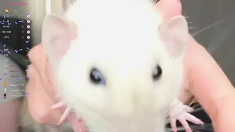 W___ stripchat stream image