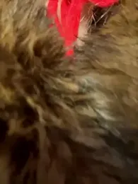 babydolll stripchat stream image