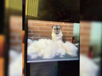 Nataliecroys bongacams stream image