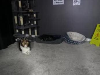 sydaffect chaturbate stream image, 14.02.2026 03:30