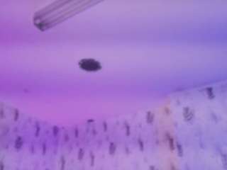 emyliesander camsoda stream image