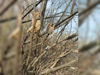 GAVKA_ bongacams stream image