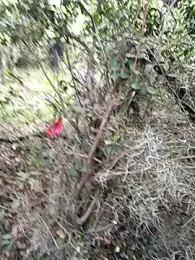 Simone_Miller stripchat stream image