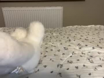 endlessmia chaturbate stream image