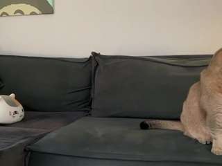 youramy camsoda stream image