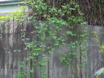 babesgowild chaturbate stream image